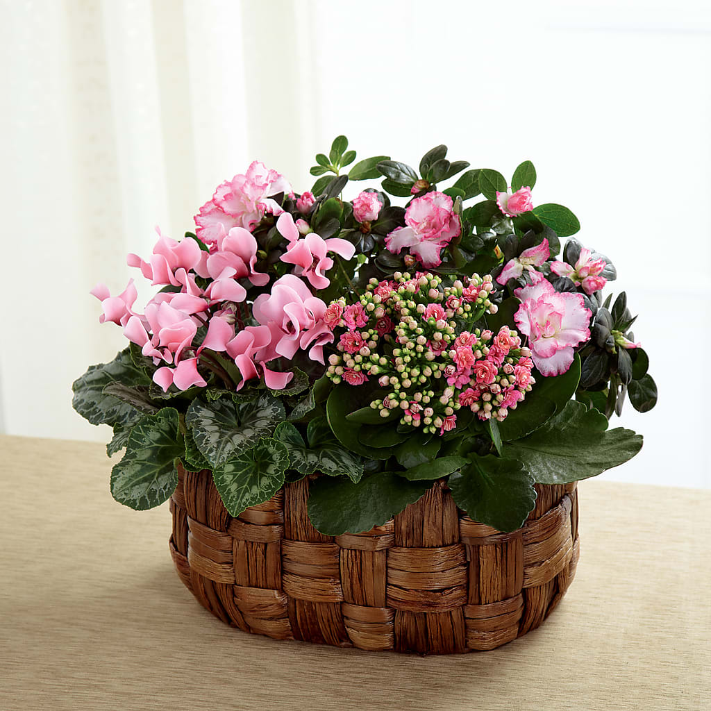 Pink Assortment – RIDLEY'S, Twin Falls ID