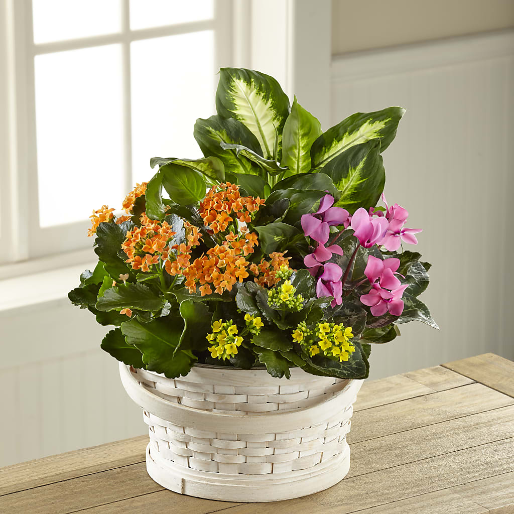 Color Crush Dishgarden – RIDLEY'S, Twin Falls ID