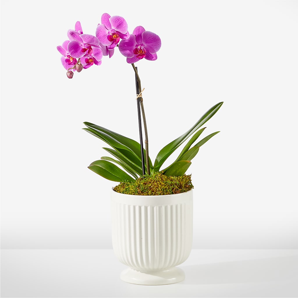 Friendly Fuchsia Orchid – RIDLEY'S, Twin Falls ID