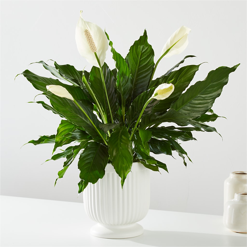 Comfort Planter – RIDLEY'S, Twin Falls ID