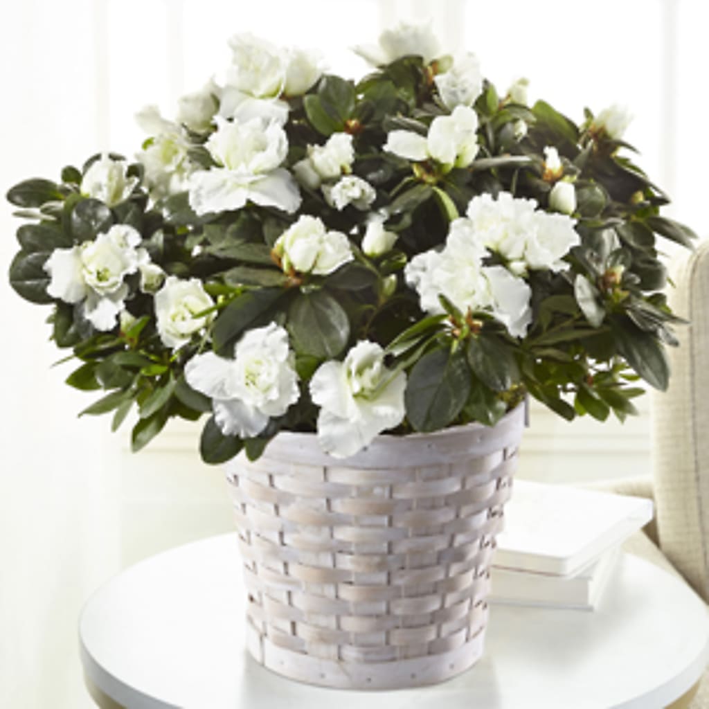 White Azalea Plant – RIDLEY'S, Twin Falls ID