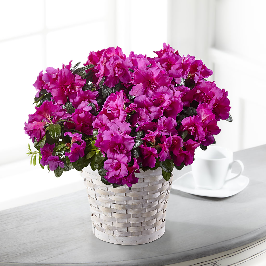 Hope & Serenity Azalea Plant – RIDLEY'S, Twin Falls ID