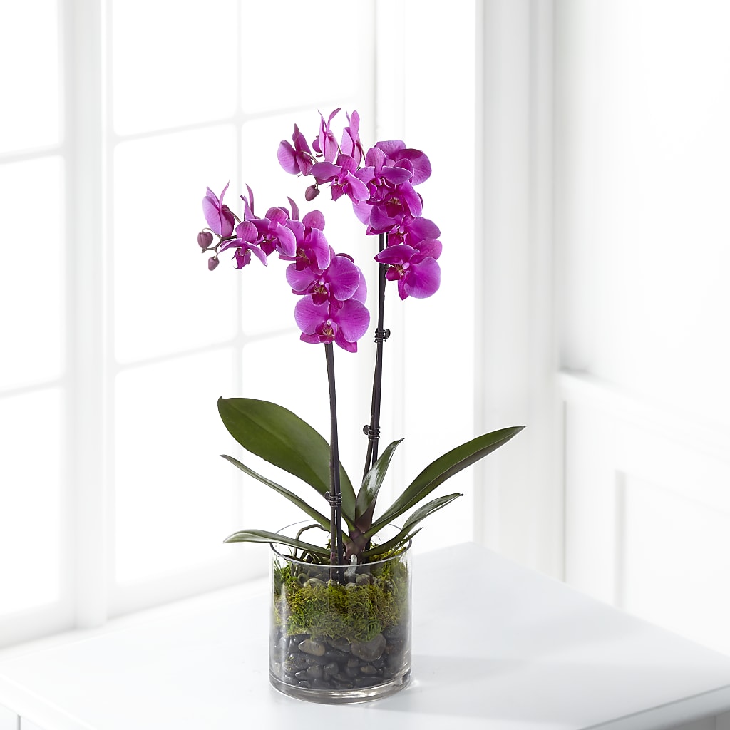 Pink Orchid Plant – RIDLEY'S, Twin Falls ID