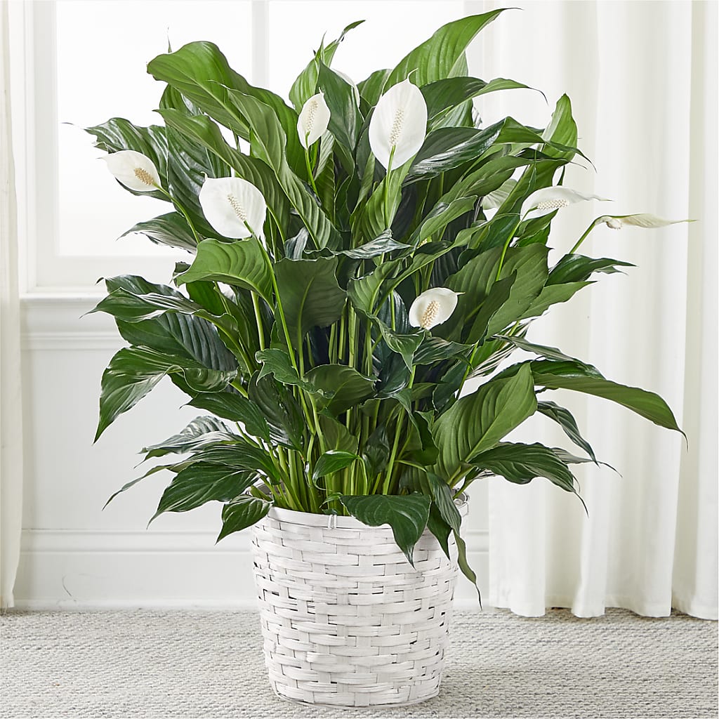 A New Leaf Peace Lily – RIDLEY'S, Twin Falls ID