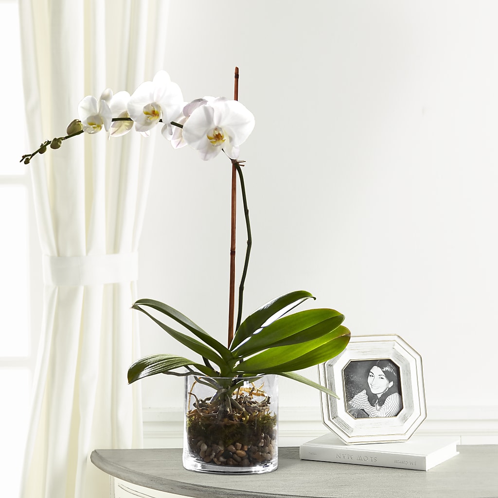 White Orchid Planter – RIDLEY'S, Twin Falls ID