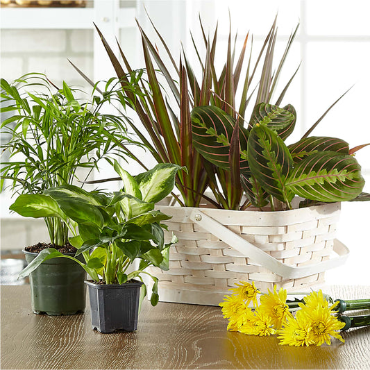 Florist Designed Blooming and Green Plants in a Basket – RIDLEY'S, Twin Falls ID