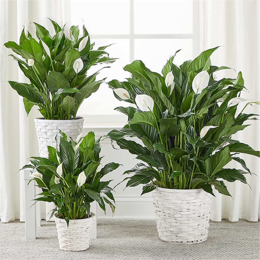 A New Leaf Peace Lily – RIDLEY'S, Twin Falls ID