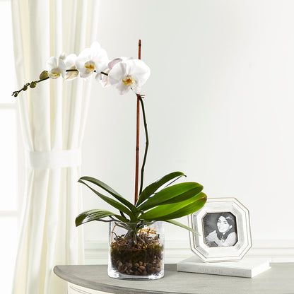 White Orchid Planter – RIDLEY'S, Twin Falls ID